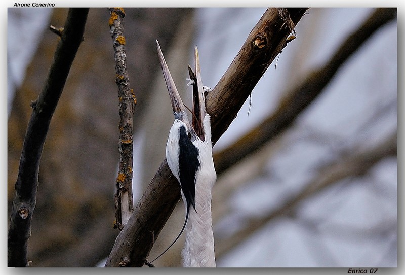 Animali 028.jpg - EDG
